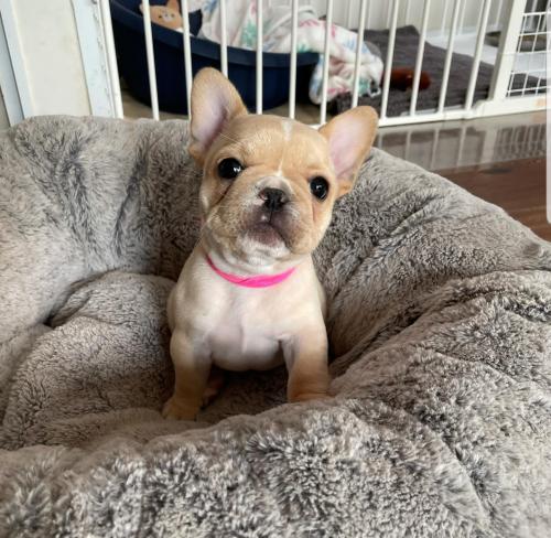 FRENCH BULLDOG PUPPY FOR SALE   Charlie is a  - Imagen 1