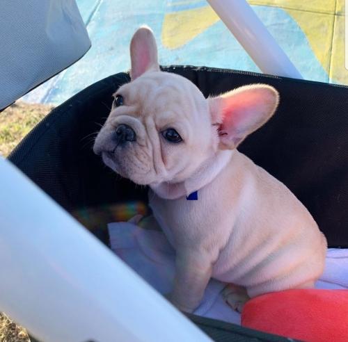 FRENCH BULLDOG PUPPY FOR SALE   Charlie is a  - Imagen 2