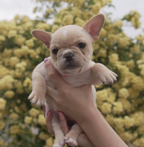 FRENCH BULLDOG PUPPY FOR SALE   Charlie is a  - Imagen 3