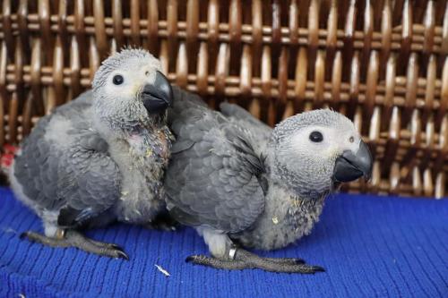 2 Handreared African Grey Parrots available  - Imagen 1