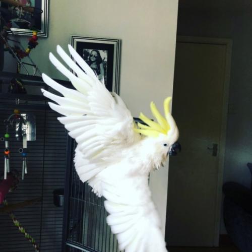 Emotional Sale Of Cockatoo Parrot Due To My H - Imagen 1