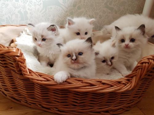 Tenemos una camada de 6 hermosos gatitos regi - Imagen 1