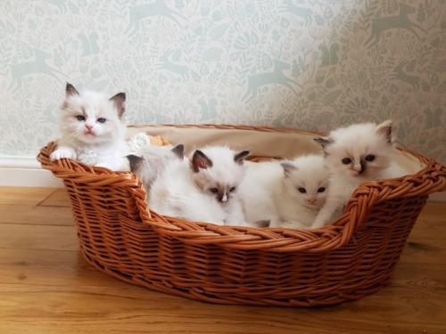 Tenemos una camada de 6 hermosos gatitos regi - Imagen 2