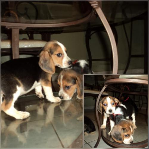 Vendo hermosos cachorros Beagle tricolor wha - Imagen 2