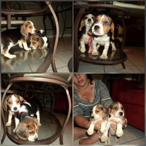 Vendo hermosos cachorros Beagle tricolor wha - Imagen 3