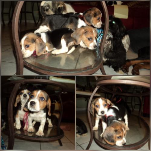 Vendo hermosos cachorros Beagle tricolor  lo - Imagen 1