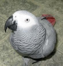 Sweet and lovely African grey parrots for sal - Imagen 1