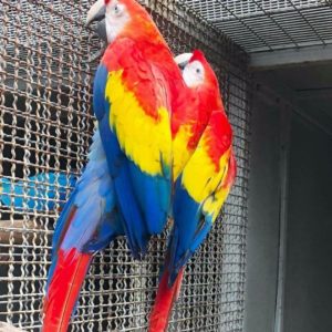 Adorable male and female Scarlet Macaw Parrot - Imagen 1