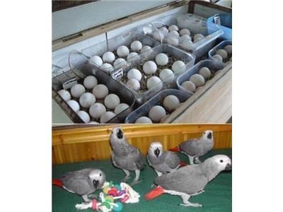 Loros y huevos de loros fértiles a la venta  - Imagen 1