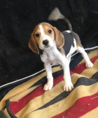 Beagle harrier de raza para comprar al mejor  - Imagen 2