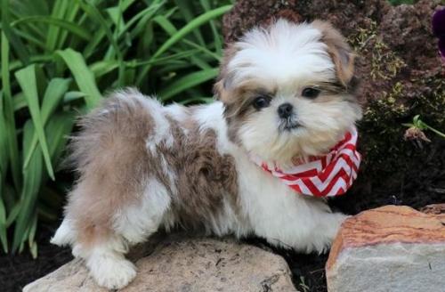 Sweettempered Shih Tzu puppies ready now Ou - Imagen 1