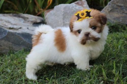 Sweettempered Shih Tzu puppies ready now Ou - Imagen 2