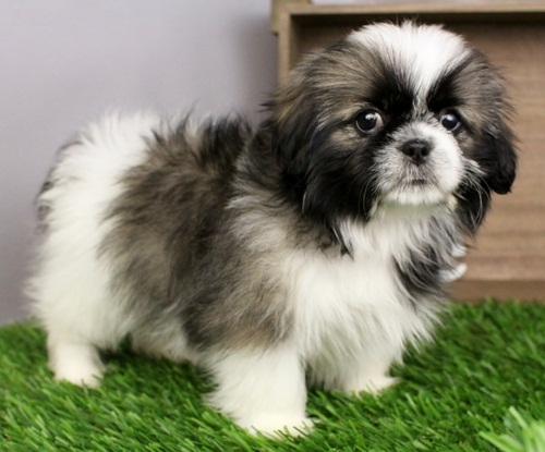 Sweettempered Shih Tzu puppies ready now Ou - Imagen 3
