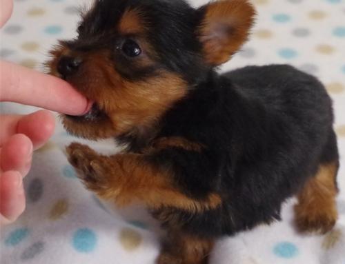 Beautiful Teacup Yorkie puppies 2 males and  - Imagen 1