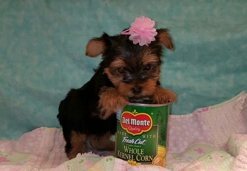 Beautiful Teacup Yorkie puppies 2 males and  - Imagen 2