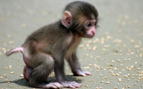 Se venden monos capuchinos machos y hembras  - Imagen 1