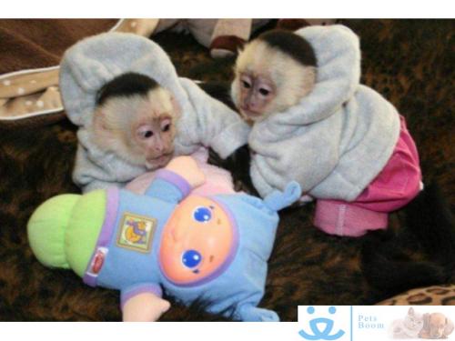 Se venden monos y chimpancés registrados a p - Imagen 1