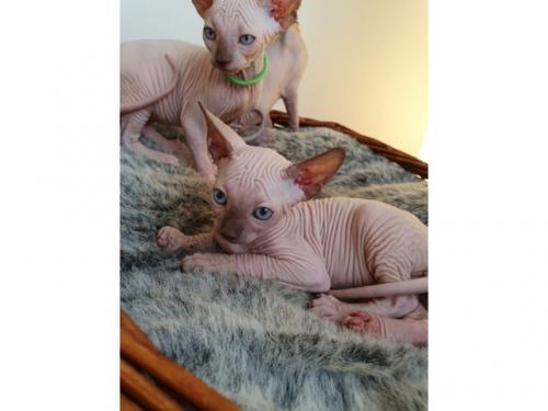 Beautiful sphynx kittens 14 weeks old and re - Imagen 1