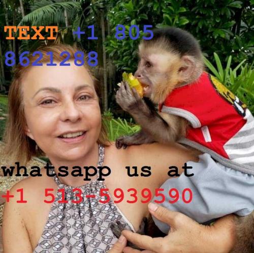 Adorable y dulce mono capuchino   Se vende mo - Imagen 1