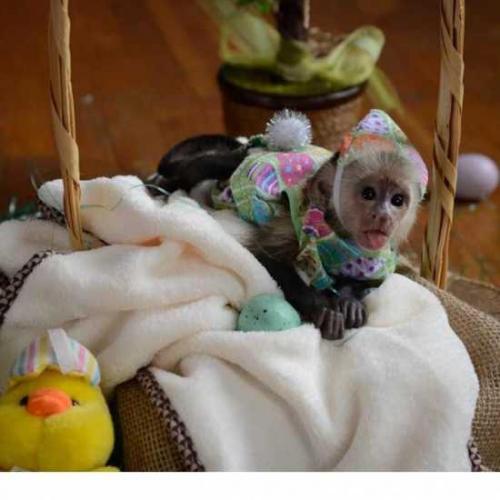 Adorable y dulce mono capuchino   Se vende mo - Imagen 2