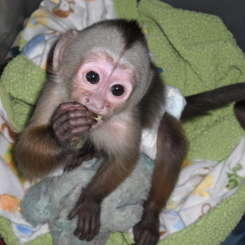 Adorable y dulce mono capuchino   Se vende mo - Imagen 3