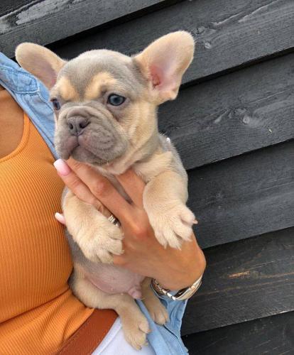 We have male and FemaleFrench Bulldog Both h - Imagen 1
