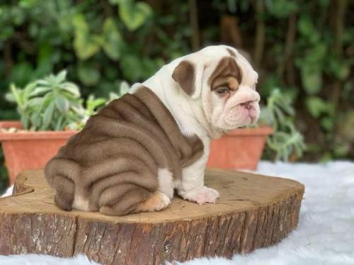 Super adorable English Bulldog puppies text  - Imagen 1