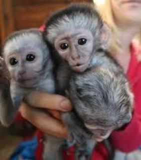 Monos capuchinos bebés disponibles (Texto :  - Imagen 1