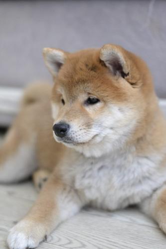Se venden cachorros Shiba Inu machos y hembra - Imagen 2