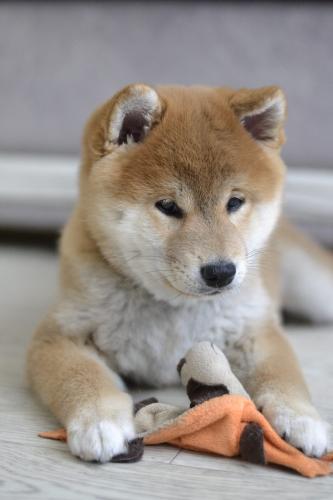 Se venden cachorros Shiba Inu machos y hembra - Imagen 3