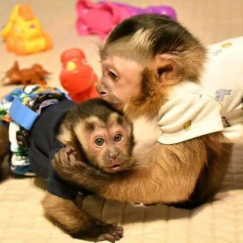Monos capuchinos machos y hembras listos para - Imagen 3