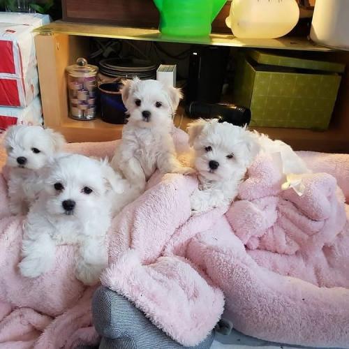 Healthy Male and Female Maltese puppies looki - Imagen 1