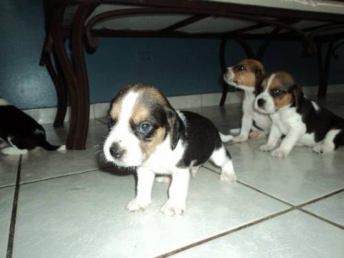 Hermosos cachorros Beagle Tricolor llama/what - Imagen 1