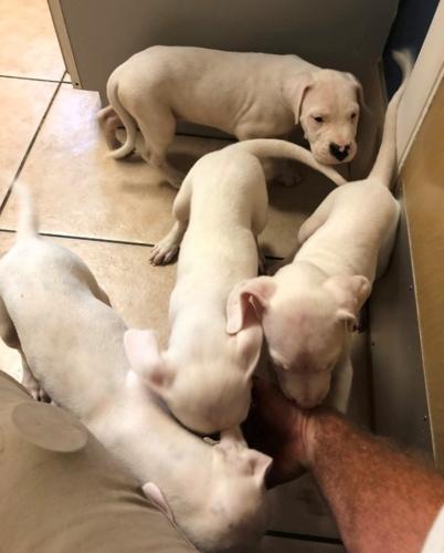 4 Dogo Argentino Puppies for saleWe have wel - Imagen 1