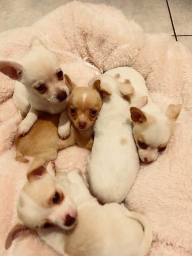 Apple Head Chihuahua Puppies For SaleThese p - Imagen 1