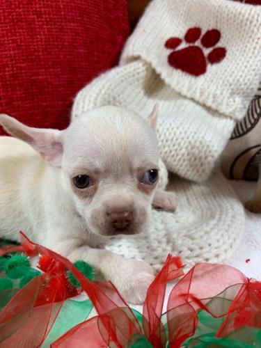 Apple Head Chihuahua Puppies For SaleThese p - Imagen 2