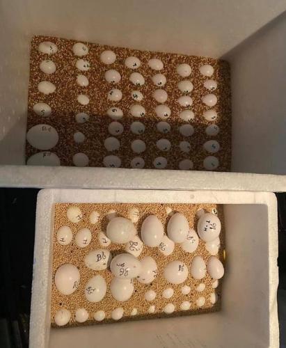 Venta de loros y huevos fértiles de loros te - Imagen 1