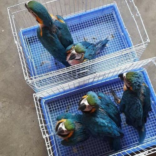 Blue And Gold Macaw Macaw for Salemacaws are - Imagen 1