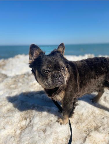 French Bulldog Studs Services Chicago  AKC Re - Imagen 1