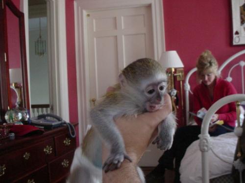 Monos capuchinos bebés disponibles  Son cria - Imagen 1