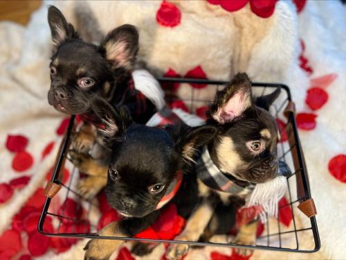Fluffy french bulldogs for sale 4 months old  - Imagen 1