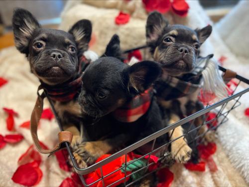 Fluffy french bulldogs for sale 4 months old  - Imagen 2