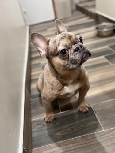 Male merle french bulldog for sale 7 months o - Imagen 1