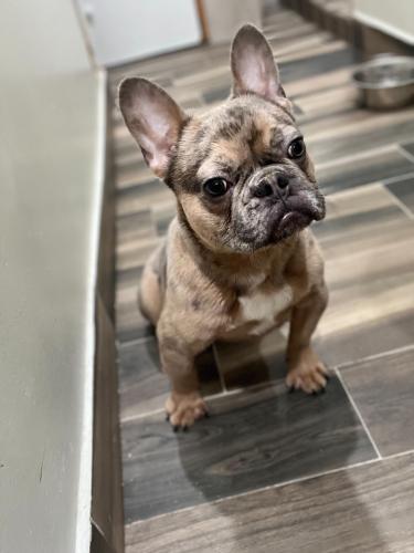 Male merle french bulldog for sale 7 months o - Imagen 2