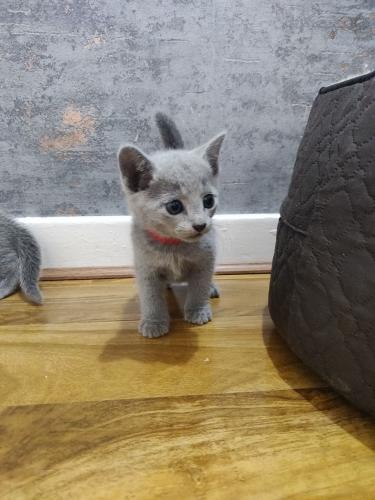 Russian Blue kittens for sale  They are soci - Imagen 1