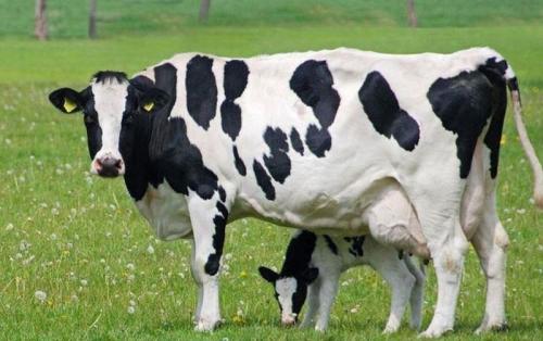 Razas de ganado lechero a la venta Holstein  - Imagen 1
