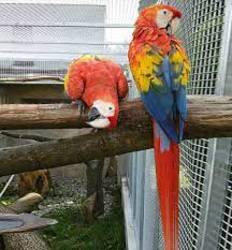 Regalo Adorable male and female Scarlet Macaw - Imagen 1