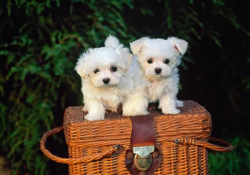 Christmas Maltese male and female puppies for - Imagen 1