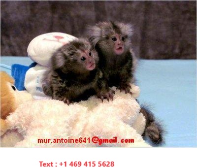 Dos monos tití bebé (texto: 469 4155628 )  - Imagen 1