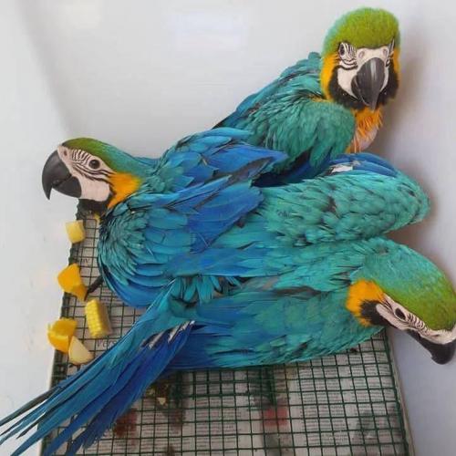 Halquin a charming 6monthold baby Macaw pa - Imagen 1